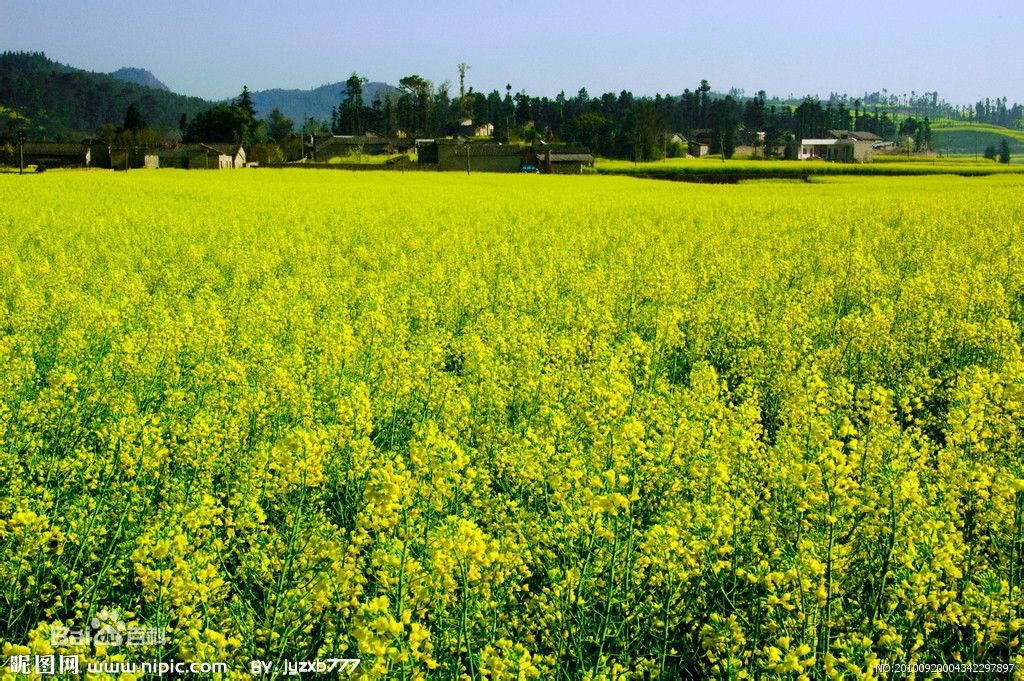 双低油菜免耕节本增效栽培技术