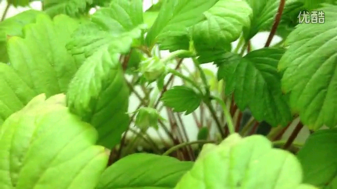 盆栽草莓