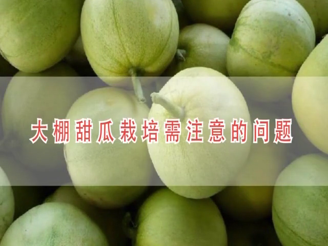 大棚甜瓜栽培需注意的问题