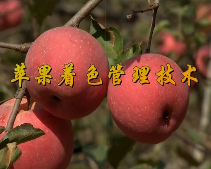 苹果着色管理技术