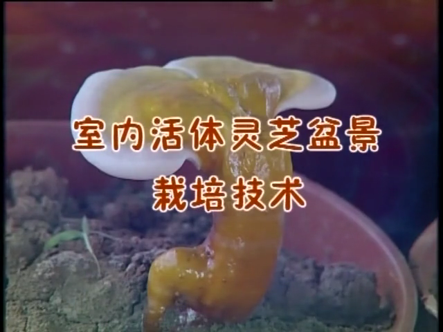 室内活体灵芝盆景栽培技术