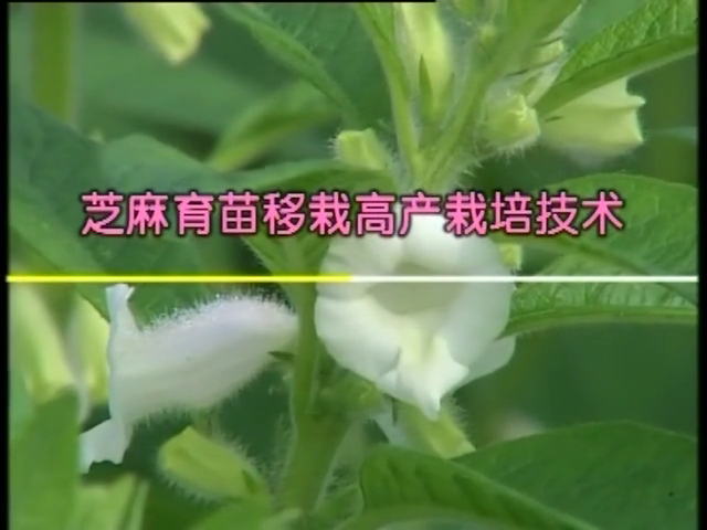芝麻育苗移栽高产栽培技术